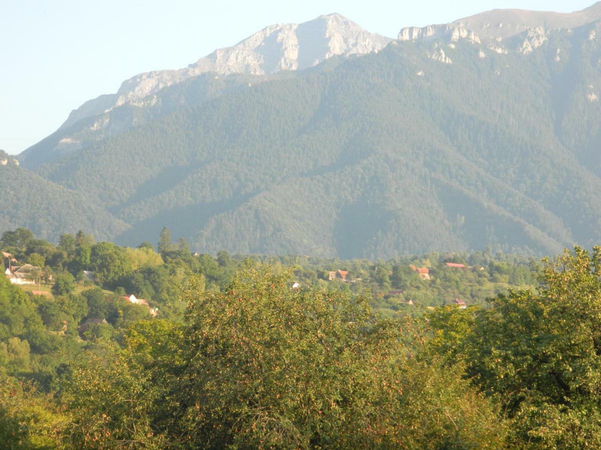 Elder Villa Bran  Dış mekan fotoğraf